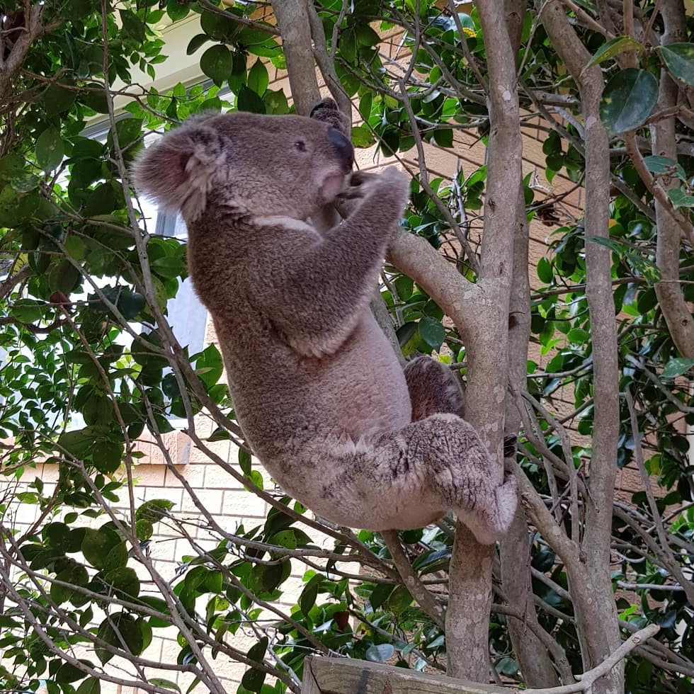 Port Mac koala