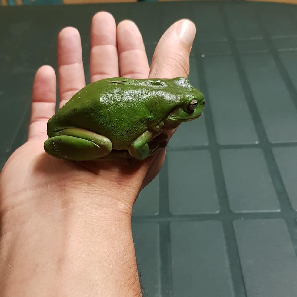Green tree frog