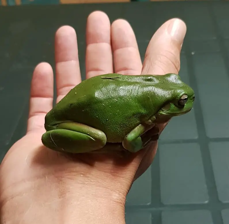 Green tree frog