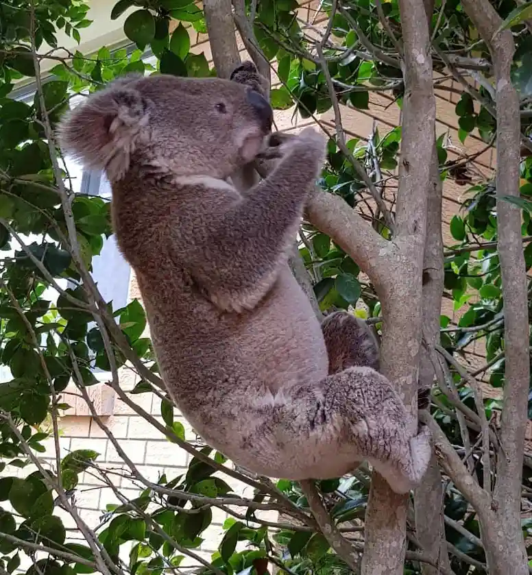 Port Mac koala